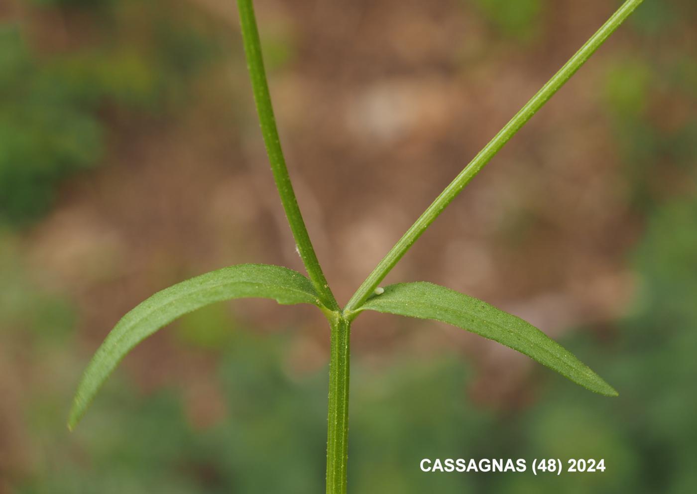 Corn-salad, Hairy-fruited leaf